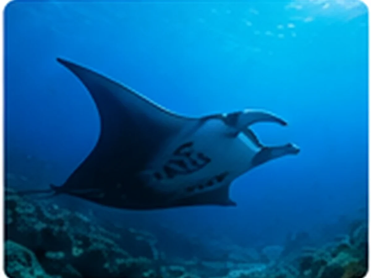 Manta Ray Experiences